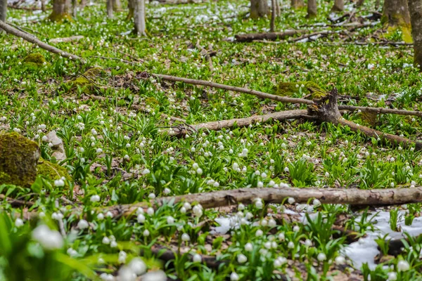 Cultivo Flores Las Gotas Nieve Bosque Prado Árboles Flores Primavera — Foto de Stock