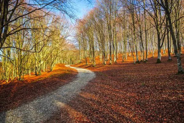 风景秀丽的秋天森林与树和路路方式 — 图库照片