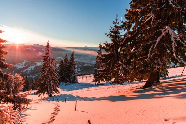 Abetos Cubiertos Nieve Bosque Invierno Montaña Cielo Puesta Sol — Foto de Stock