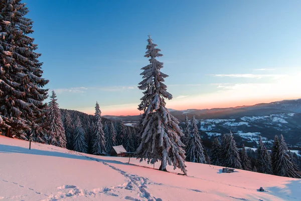 Abetos Cubiertos Nieve Temporada Invierno Concepto Naturaleza Cielo Azul — Foto de Stock