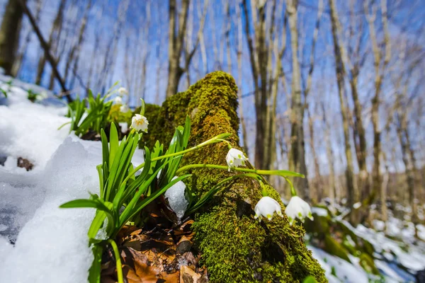 Выращивание Подснежников Лесных Лугах Деревьях Весенние Цветы — стоковое фото