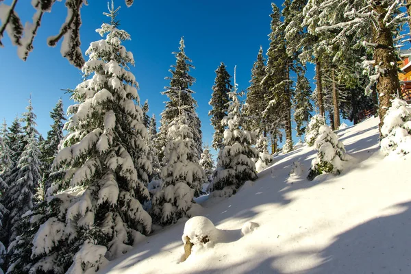 Snow Covered Fir Trees Winter Season Nature Concept Blue Sky — Stock Photo, Image