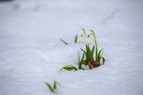 在草地上生长的雪滴花 春天的花朵关闭 — 图库照片