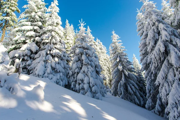 Bosque Invierno Cubierto Nieve Con Árboles Nevados — Foto de Stock