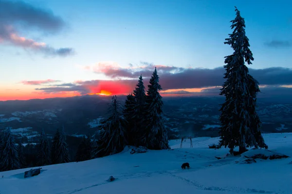 Temporada Invierno Árboles Coníferas Cubiertos Nieve Cielo Atardecer — Foto de Stock