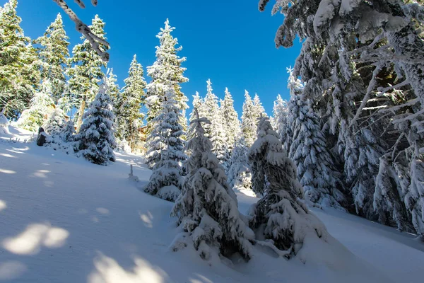 Bosque Invierno Cubierto Nieve Con Árboles Nevados — Foto de Stock