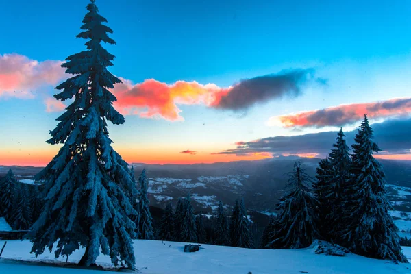 Vintersäsongen Snötäckta Barrträd Och Solnedgång Sky — Stockfoto
