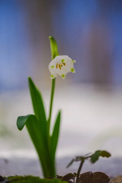 Növekvő Egy Fehér Hóvirág Virág — Stock Fotó