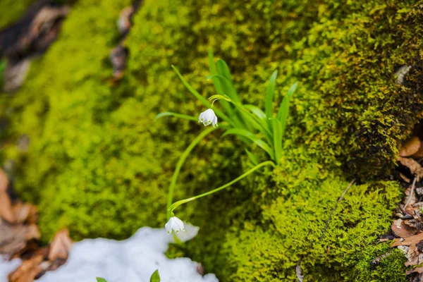 Galanthus Nivalis Bloemen Forest Met Groene Mos Gras Groeien — Stockfoto