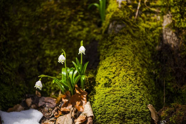 Galanthus Nivalis Bloemen Forest Met Groene Mos Gras Groeien — Stockfoto