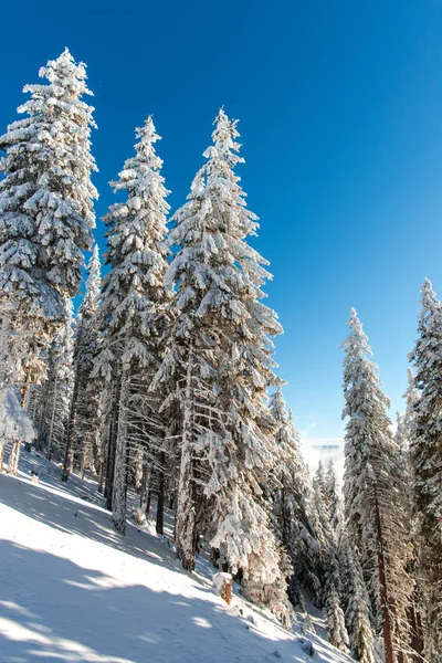 Bosque Invierno Cubierto Nieve Con Abetos — Foto de Stock