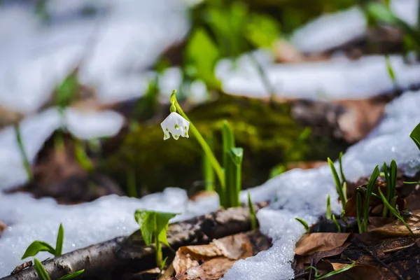 Growing Snowdrops Flowers Meadow Snow — Stock Photo, Image