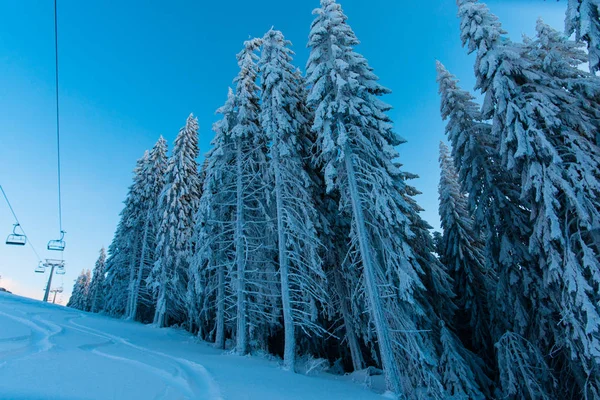 Neve Coberto Floresta Inverno Com Abetos — Fotografia de Stock