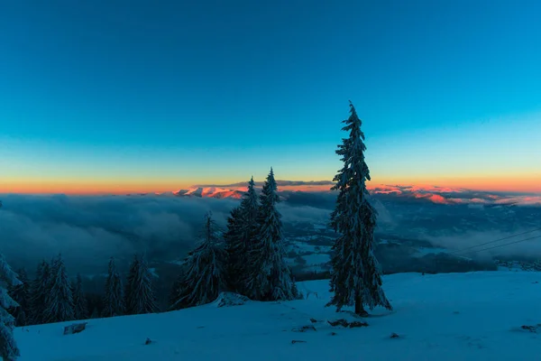 Vintersäsongen Snötäckta Barrträd Och Solnedgång Sky — Stockfoto