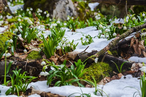 Crescente Nevascas Flores Prado Verde Com Neve — Fotografia de Stock