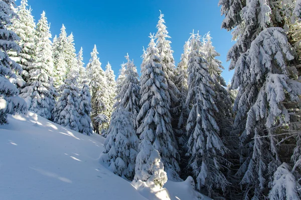 Bosque Invierno Cubierto Nieve Con Abetos — Foto de Stock