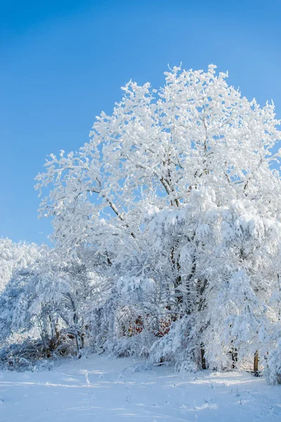 snow covered nature trees