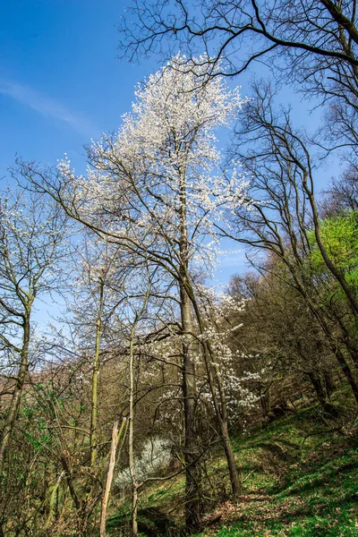 Details Des Frühlingswaldes Natürlicher Hintergrund — Stockfoto