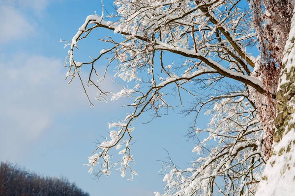 Bevroren Sneeuw Bedekt Takken Tegen Blauwe Hemel — Stockfoto