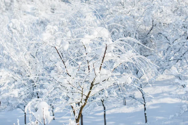 Landschap Van Besneeuwde Winter Bergen — Stockfoto