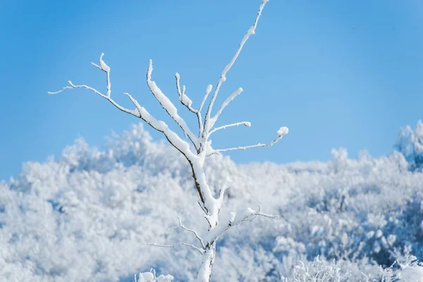 Landschap Van Besneeuwde Winter Bergen — Stockfoto
