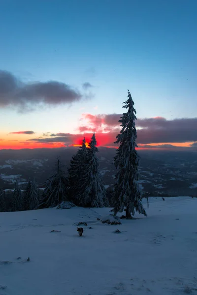 Temporada Invierno Árboles Coníferas Cubiertos Nieve Cielo Atardecer —  Fotos de Stock