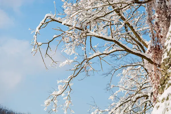 Bevroren Sneeuw Bedekt Takken Tegen Blauwe Hemel — Stockfoto