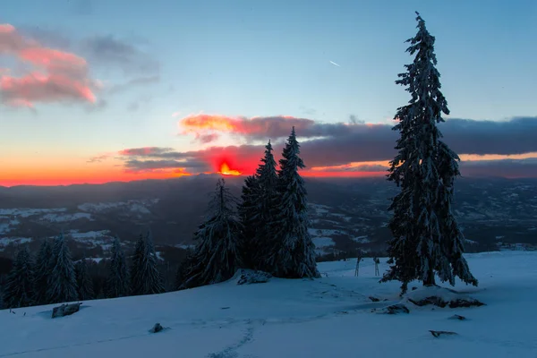 Zasněžené Zimní Les Borovicemi Západu Slunce Obloze Oranžové Mraky — Stock fotografie