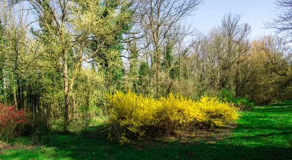 Park Våren Med Färgglada Buskar Och Träd — Stockfoto