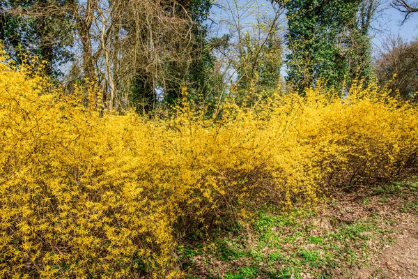 Fioritura Bei Fiori Cespuglio Giallo — Foto Stock