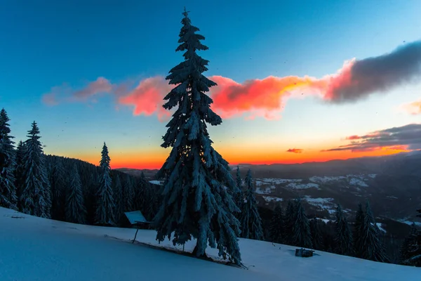 Neve Coberto Floresta Inverno Com Pinheiros Céu Por Sol Nuvens — Fotografia de Stock