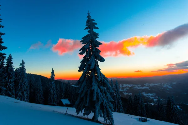 Sneeuw Overdekte Winter Bos Met Pijnbomen Avondrood Oranje Wolken — Stockfoto