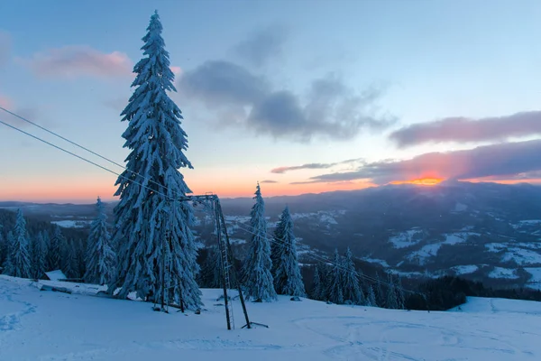 Téli Szezonban Hóval Borított Tűlevelű Fák Napnyugtakor — Stock Fotó
