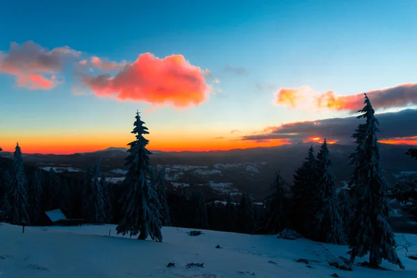Kar Kış Orman Çam Ağaçları Günbatımı Gökyüzü Bulutlar Ile Kaplı — Stok fotoğraf