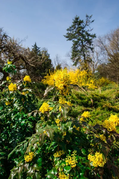 Blommande Anbud Blommor Naturlig Bakgrund — Stockfoto