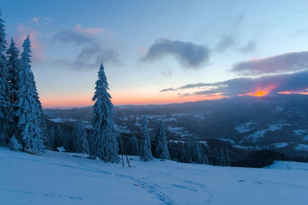 Kar Kış Orman Çam Ağaçları Günbatımı Gökyüzü Ile Kaplı — Stok fotoğraf