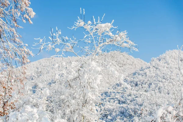 Landschap Van Besneeuwde Winter Bergen — Stockfoto