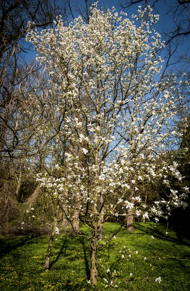 Dettagli Foresta Primaverile Sfondo Naturale — Foto Stock