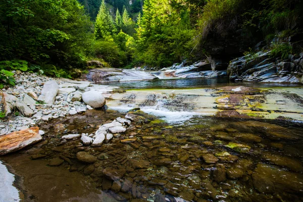 Koude Stroom Het Voorjaar Bos — Stockfoto