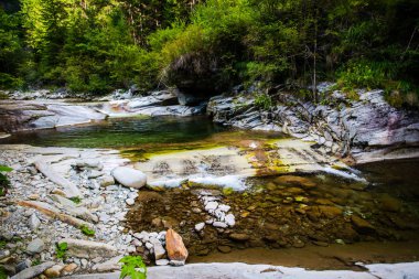 Bahar ormanında soğuk dere.