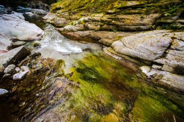 Bahar ormanında soğuk dere.