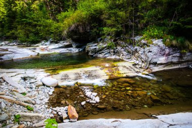 Bahar ormanında soğuk dere.