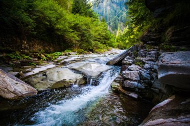 Bahar ormanında soğuk dere.