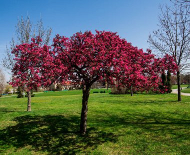 bahar bahçe yeşil çim çayır, sakura ile ağaçlarda çiçeği kırmızı çiçekler