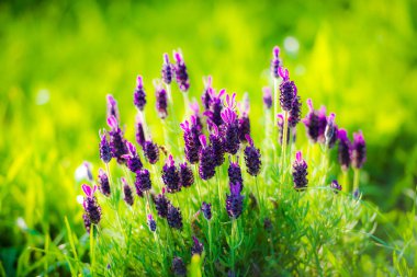 çiçek güzel taze çiçekleri, acı bakla çiçekler