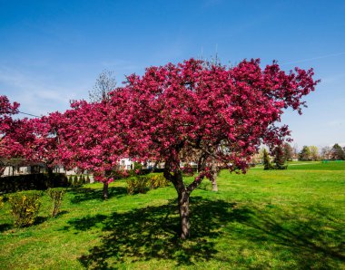 bahar bahçe yeşil çim çayır, sakura ile ağaçlarda çiçeği kırmızı çiçekler