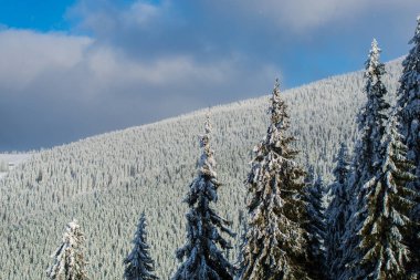kar kış orman köknar ağaçları ile kaplı
