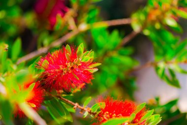 bush dallar, kırmızı taze çiçekler yakın çekim 