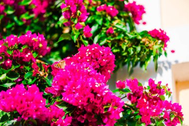 parlak pembe çiçek Bush güzel taze çiçekler 