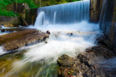 Bahar ormanının detayları, doğal arka plan.